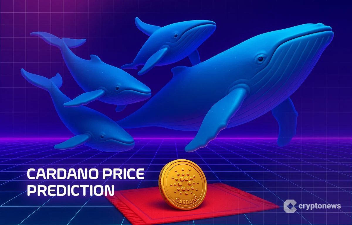 Cardano Whales Membeli ADA Meskipun Aktivitas Jaringan Menurun