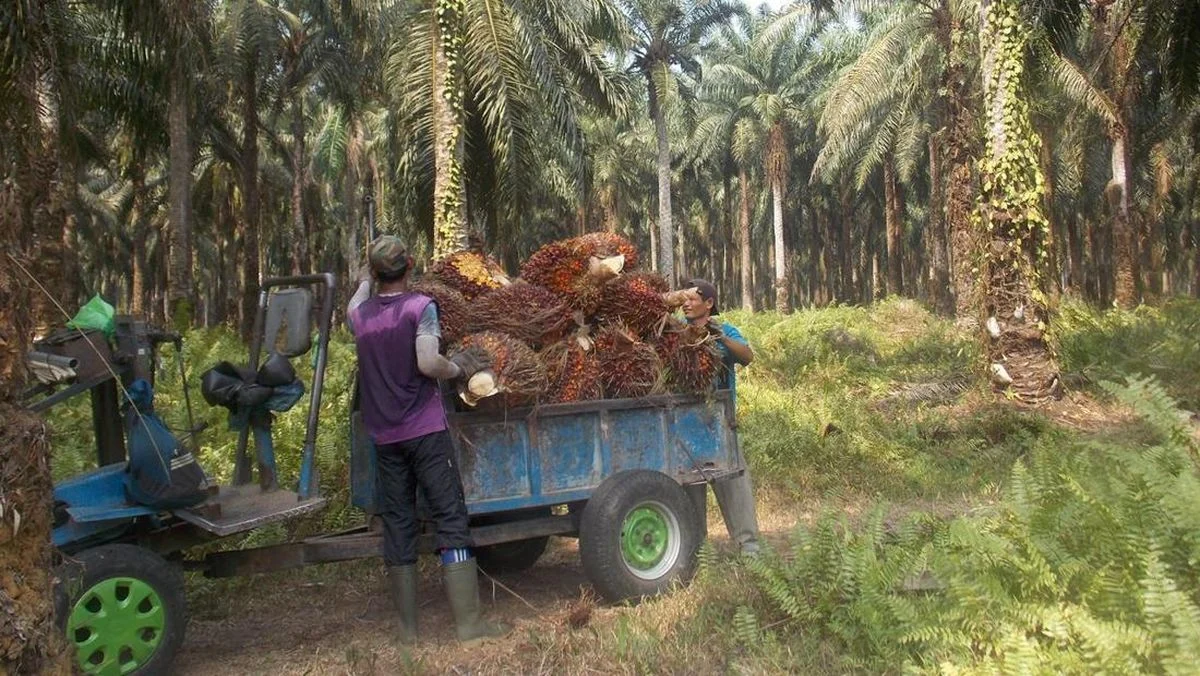 Petani Kelapa Sawit RI Menangis, Ada Bencana Depan Mata: Kenaikan Harga Bahan Bakar Membahayakan Produksi CPO